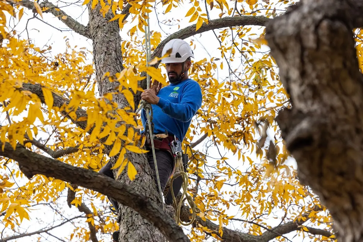 Skilled Tree Pruning crew working in Kent City