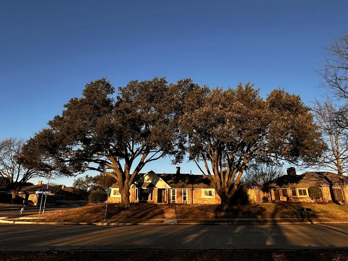 Established residential canopy tree shading a home in Kent City